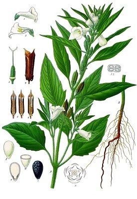 Sezamová rostlina, ze semen se vyrábí sezamový olej s vysokým obsahem nenasycených mastných kyselin
