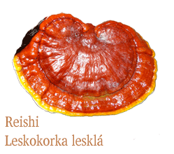 Reishi je medicinální houba, která se používá v Tradiční čínské medicíně, Reishi podporuje imunitu a játra