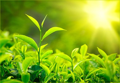 Zelený čaj patří mezi silné antioxidanty, zelený čaj podporuje zdraví...