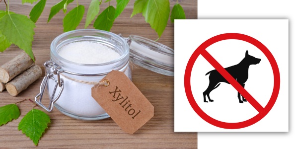 Pozor je sladidlo, které je bezpečné pro lidi, pro psy je ale xylitol velmi nebezpečný!