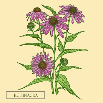 Echinacea patří mezi byliny, které podporují imunitu