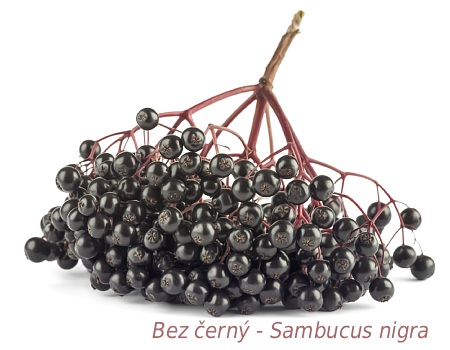 Bezinková šťáva z bobulí bezu černého je výjimečný nápoj, který nabízí širokou škálu zdravotních přínosů. Tato šťáva podporuje vylučování vody z organismu, čímž přispívá k účinné kontrole tělesné hmotnosti. Díky vysokému obsahu antioxidantů chrání buňky před poškozením a posiluje přirozenou obranyschopnost těla. Navíc podporuje normální funkci dýchacího systému a pomáhá udržovat normální hladinu glukózy v krvi. Bez černý, běžně rostoucí v Evropě, nabízí kromě chutných bobulí bohatých na vitamíny a minerály také krásné květy. Je však důležité si uvědomit, že syrové bobule jsou jedovaté a před konzumací je nutné je tepelně zpracovat, aby se využil jejich plný potenciál pro podporu zdraví.